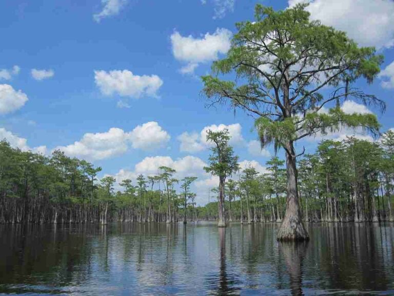 Fishing Pond